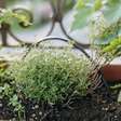 Nem alecrim, nem hortelã: a erva aromática fácil de cultivar em casa e que faz bem para a saúde do coração