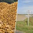 Um agricultor empilhou 500 toneladas de batatas para quem quisesse levá-las de graça e um grande movimento aconteceu