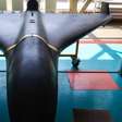A Ucrânia abriu o drone de Moscou imune à guerra eletrônica; de russo, só tem o nome, o resto é dos aliados