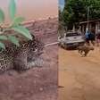 Onça-pintada é capturada após invadir casa em distrito de Porto Velho (RO)