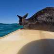 Canguru é resgatado por surfistas em alto mar na Austrália