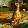 Caramelo: Cena com cachorro no novo filme da Netflix precisou de 30 dias de ensaio