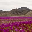 VÍDEO: Por que o deserto do Atacama está repleto de flores