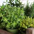 Comprovado cientificamente: a planta que melhora o colesterol e previne problemas cardíacos