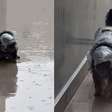 Tutora improvisa capa de chuva em cachorra que se 'recusa' a fazer necessidades dentro de casa