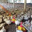 China derruba proibição de importação sobre frango brasileiro após gripe aviária