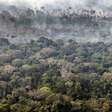 Brasil lança fundo para remunerar quem preserva florestas