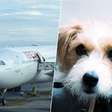 Em 2019, a Iberia perdeu um cachorro antes de embarcar: agora, a Justiça Europeia afirma que ele vale o mesmo que uma mala