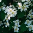 Jasmin: símbolo de pureza, espiritualidade e harmonia entre culturas