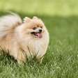 Saiba as curiosidades do Lulu da Pomerânia, considerado umas das raças mais bonitas de cães