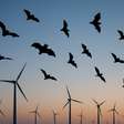 Turbinas eólicas ameaçam e causam morte de morcegos