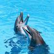 7 curiosidades incríveis sobre os golfinhos