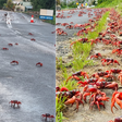Maior migração de caranguejos do mundo conta com Lua, bloqueio de estradas e voluntários