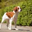 4 características do cachorro da raça spaniel bretão