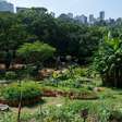 Programa de incentivo à agricultura urbana entra na reta final