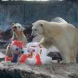Nur, primeira ursa polar nascida na América Latina, comemora aniversário com bolo no Aquário de SP