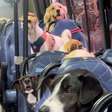 Fofura! Ônibus escolar para cachorros viraliza e encanta internautas nas redes