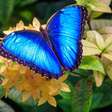 Borboleta-Azul: a joia das florestas tropicais que encanta pela beleza e importância rcológica