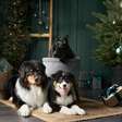 Natal com pets: 7 formas de decorar a casa sem riscos para os animais