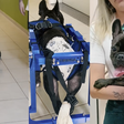 Cachorro paraplégico ganha cadeira de rodas feita por estudante de universidade e volta a andar