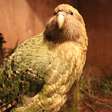 Curioso e único! Conheça o kakapo, um papagaio noturno que não voa