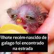 Filhote de galago é socorrido na África; conheça a espécie