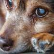 Catarata em cães: como identificar os sintomas