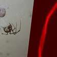 Aranhas produzem teias vermelhas em experimento científico
