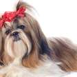 Quer um pet fácil de cuidar? Adote um Shih Tzu!