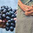 Na corrida pela imortalidade, a China acredita ter encontrado uma maneira de vivermos 150 anos: com uvas