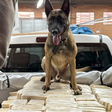 Cão farejador ajuda PF a localizar bunker com 613 kg de cocaína em Santa Catarina