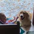 Golden retriever vira babá e encanta ao cuidar de bebê sem a mãe presente