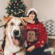 8 dicas para preparar o pet para receber visitas no Natal