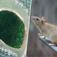 Por décadas, os ratos devastaram estas ilhas do Pacífico; agora, estamos descobrindo o que acontece quando eles vão embora