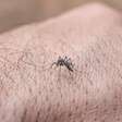 Surto de dengue e chikungunya já matou mais de 40 pessoas em Cuba