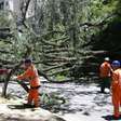 Homem morre ao tentar remover galho de árvore que bloqueava calçada em Higienópolis