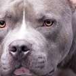 Qual cão é o mais feroz? Pitbull ou fila brasileiro?