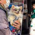O Japão está ficando sem crianças, então os cachorros estão assumindo seu lugar nos rituais
