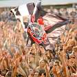 Torcida organizada do Corinthians é liberada pela Federação Paulista para jogo contra o Vasco