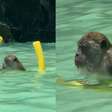 Macaco é flagrado nadando com boia na Tailândia