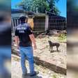 Polícia Civil intensifica fiscalização contra maus-tratos a animais domésticos em Osório