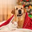 O que dar de Natal para seu pet? Veja 10 ideias criativas para cães e gatos
