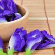 Ervilha-borboleta: a flor azul que une beleza, culinária e curiosidade científica