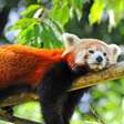 Firefox da vida real: conheça o panda-vermelho e seus riscos de extinção