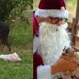 Papai Noel encontra cadela com seis filhotes e resgata todos no Natal