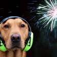 Por que cães e gatos têm tanto medo de fogos de artifício?