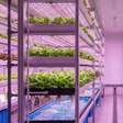 Milhares de luzes LED e 95% menos água que o campo: é assim que a engenharia cultiva alimentos frescos dentro das grandes cidades
