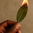 Poucas pessoas sabem, mas a minha avó me ensinou: queimar folhas de louro em casa é um tesouro para a sua vida