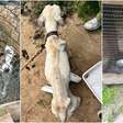 Autoridades investigam denúncia de abandono e maus-tratos contra cães em Osório