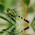 Libélulas: as guardiãs da água limpa e caçadoras precisas